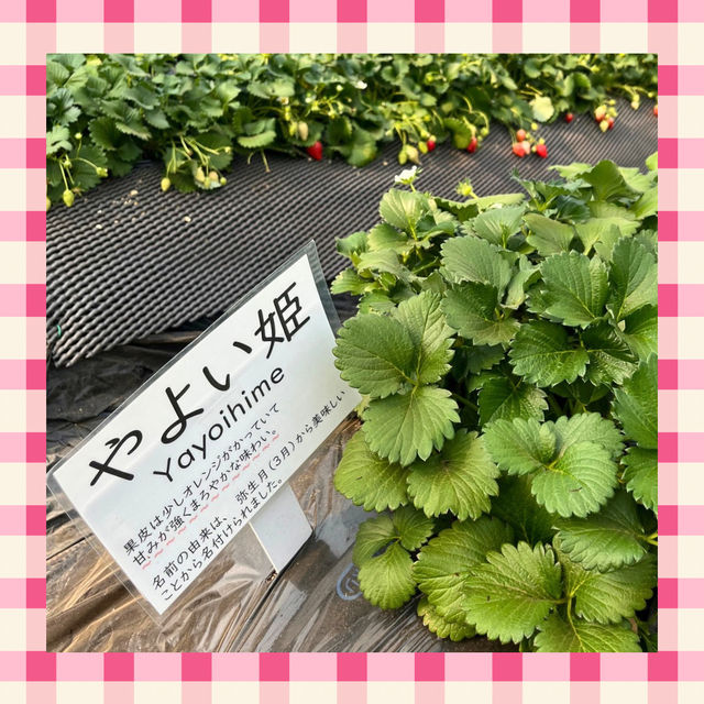 【千葉】でいちご狩り🍓