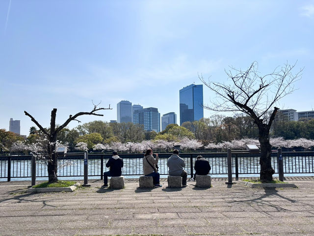 【大阪府】造幣局の桜の通り抜け2025