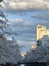 東京賞櫻攻略：中目黑、澀谷、中野、芝公園，一次蒐集所有粉嫩美景！🌸