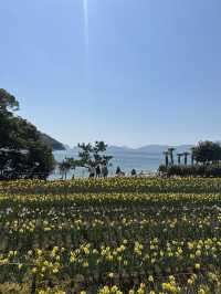 노오란 수선화가 가득한 ‘거제 공곶이’ 🌼🌻