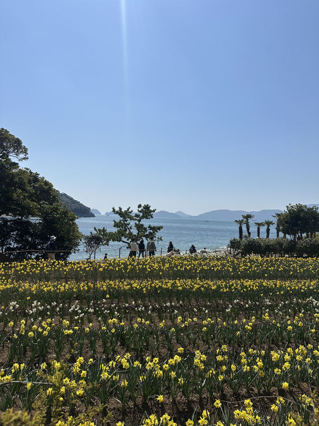 노오란 수선화가 가득한 ‘거제 공곶이’ 🌼🌻