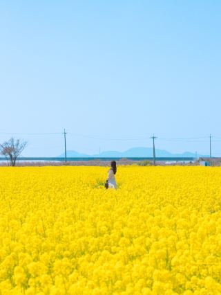 [Yamaguchi] Enjoy the spectacular spring scenery! A summary of flower viewing spots in western Yamaguchi Prefecture 🌸