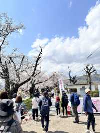 【京都】石清水八幡宮駅から行ける桜祭りは必見！