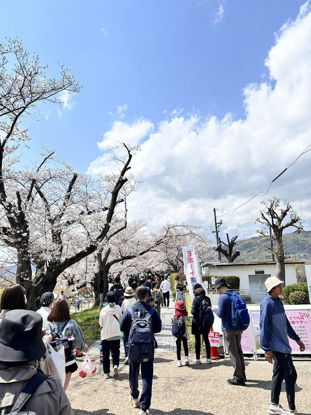 【京都】石清水八幡宮駅から行ける桜祭りは必見！