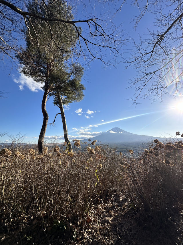 搭天上山公園纜車🚡鳥瞰河口湖嘆絕景富士山🗻