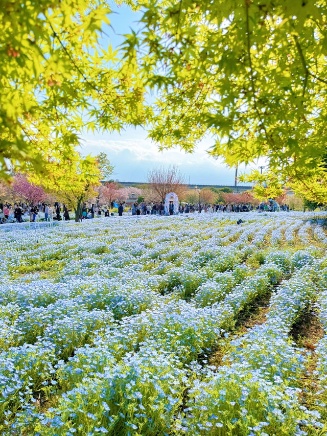 【東京】いま絶対に行きたい!!ネモフィラと桜のコラボ絶景