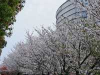 Shanghai WENDU Tech Park Cherry Blossoms – An Urban Oasis of Innovation and Florals