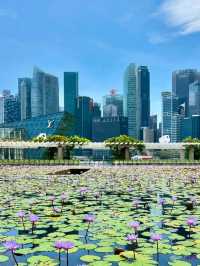 🌴 Lion City Sparkle: Discovering Singapore! 