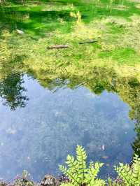 A Spring Drive to the Magical Izuruhara Benten Pond