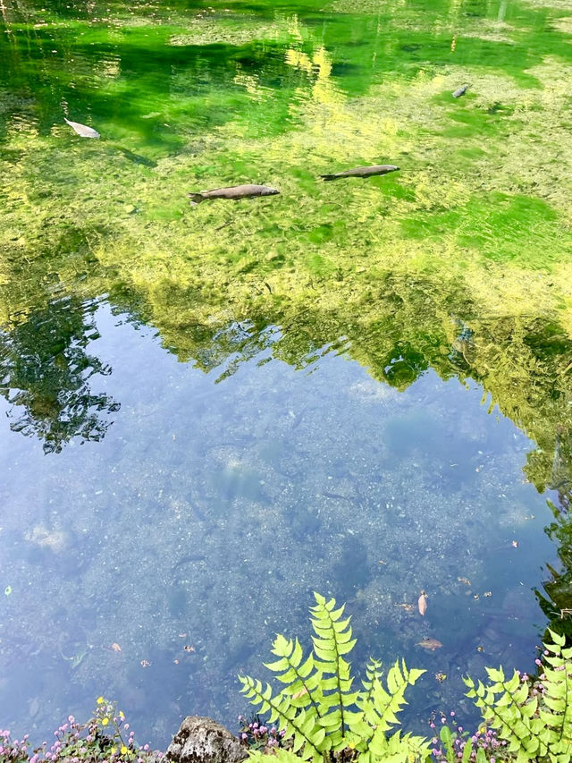 A Spring Drive to the Magical Izuruhara Benten Pond