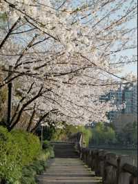 Qingsha Park Cherry Blossoms – Hangzhou's Riverside Sakura Sanctuary