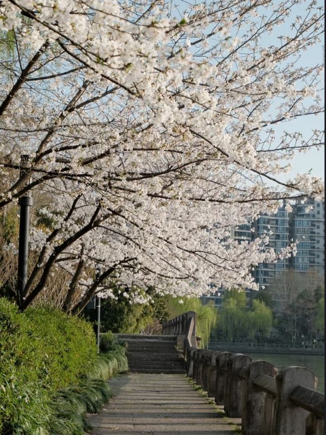 Qingsha Park Cherry Blossoms – Hangzhou's Riverside Sakura Sanctuary
