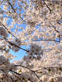Spring’s Gentle Embrace: Cherry Blossoms at Gucun Park