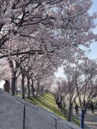 Osaka | A Hidden Cherry Blossom Gem You Can’t Miss!