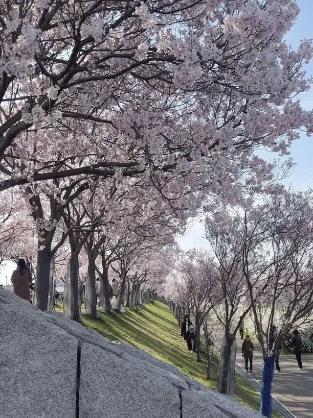 Osaka | A Hidden Cherry Blossom Gem You Can’t Miss!