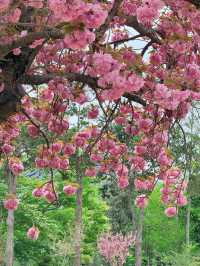 Busan’s Secret Sakura Spectacle: Where UN History Meets Stunning Yaezakura Blooms