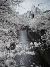 10-Time-a-Year Tokyo Cherry Blossom Guide