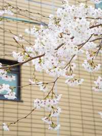 Kyoto! A Hidden Cherry Blossom Park Straight Out of a Drama 🌸