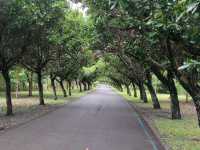#臺東森林公園-臺東縣臺東市