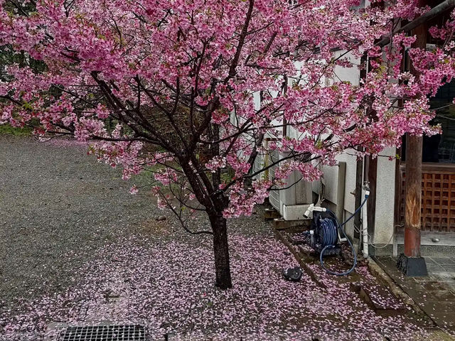 水前寺成趣園🌸櫻花相映成趣🌸