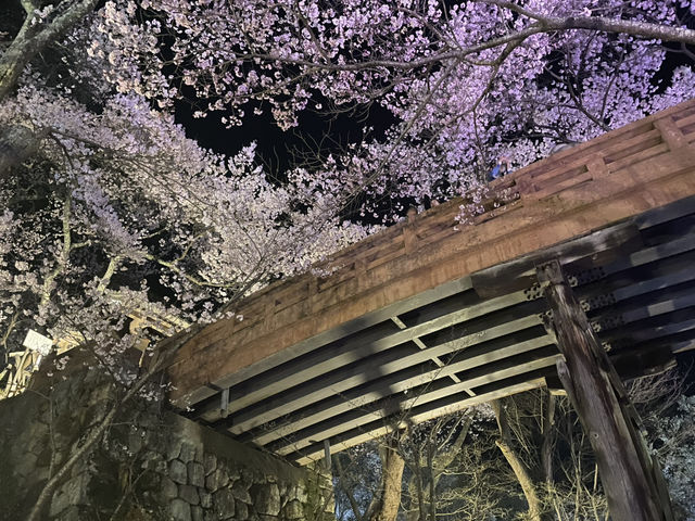 櫻花與阿爾卑斯之街 伊那市賞櫻名所