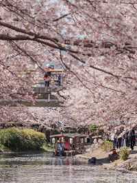 Sakura Reflections: A Tranquil Cruise Through Fushimi’s Blossoms