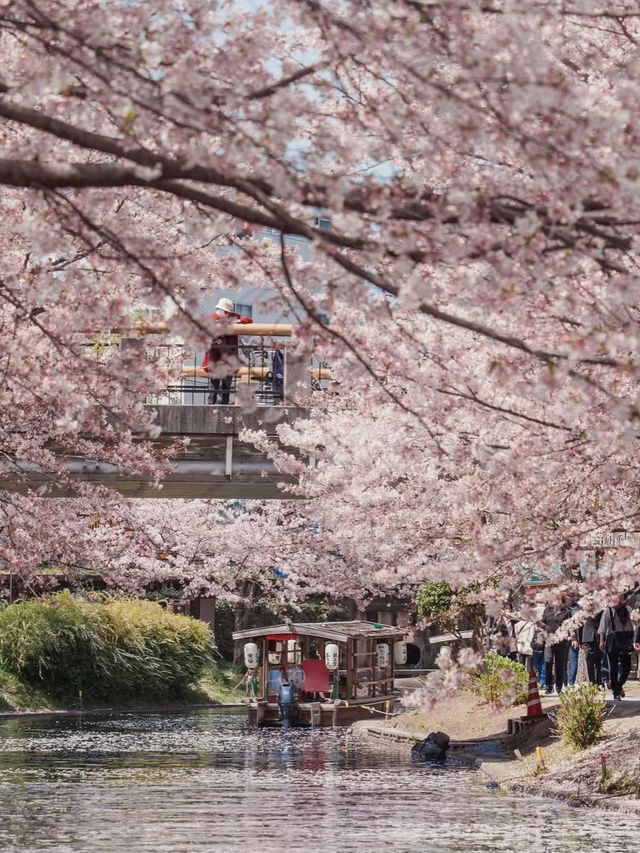 Sakura Reflections: A Tranquil Cruise Through Fushimi’s Blossoms