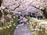 Philosopher’s Path in Bloom: Kyoto’s Most Serene Sakura Stroll