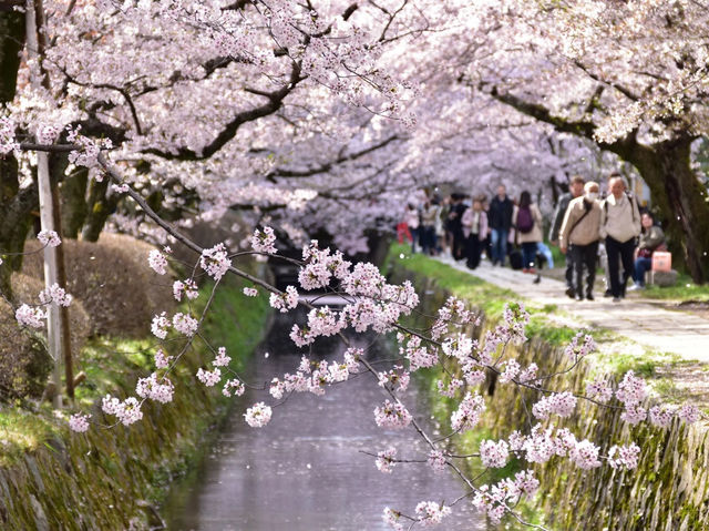 Philosopher’s Path in Bloom: Kyoto’s Most Serene Sakura Stroll