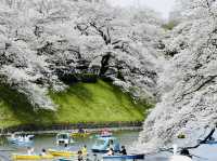 🌸 Blossom Bliss at Chidorigafuchi: Sakura, Snacks & Secret Spots! 🌸
