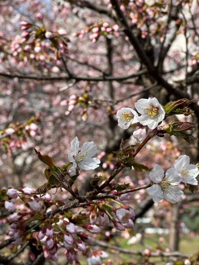 Cherry Blossom in the Breeze: A Nakajima Spring Story