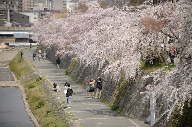 🌊 Chill Vibes & River Feels: A Perfect Day Along Kyoto’s Kamogawa 🌊