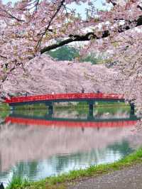 Hirosaki Park in Late April Offers a Feast for the Eyes, the Taste Buds, and the Soul.
