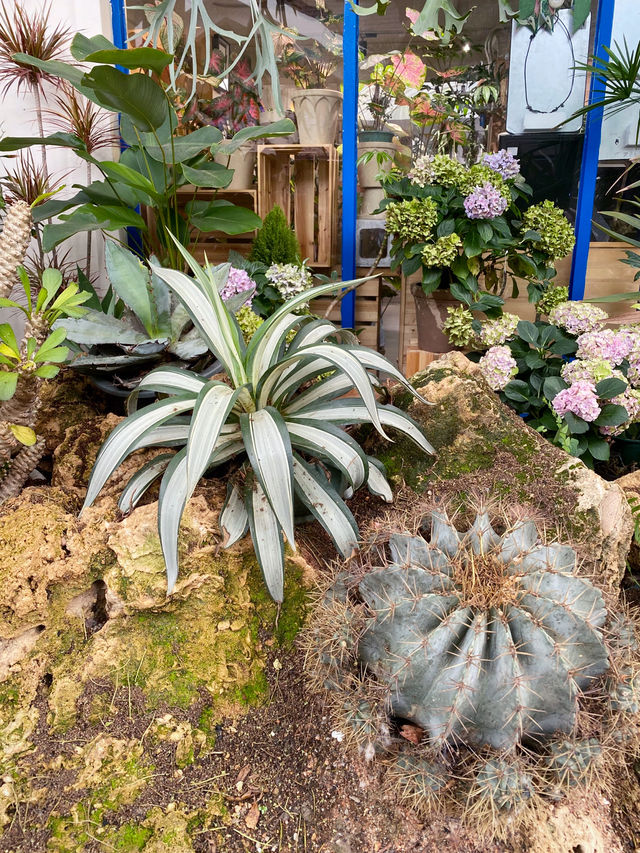 深圳｜💐我想停留在這花花世界裏不回家🌸