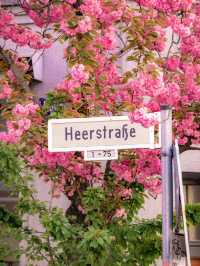 🇩🇪Bonn’s Cherry Blossom Wonderland | This Is What Spring Feels Like