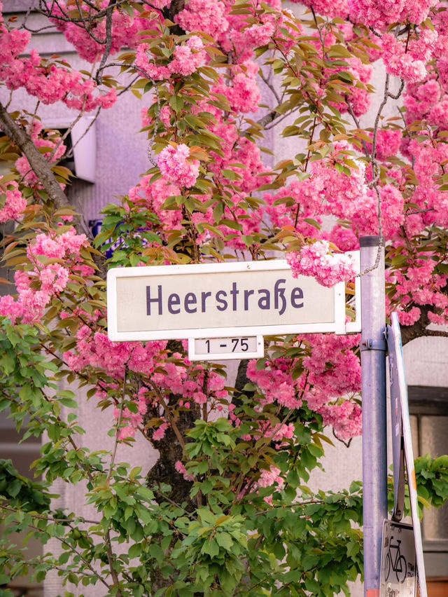 🇩🇪Bonn’s Cherry Blossom Wonderland | This Is What Spring Feels Like