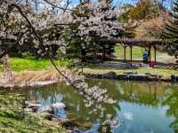 札幌中島公園，市中心最便捷的賞櫻綠洲