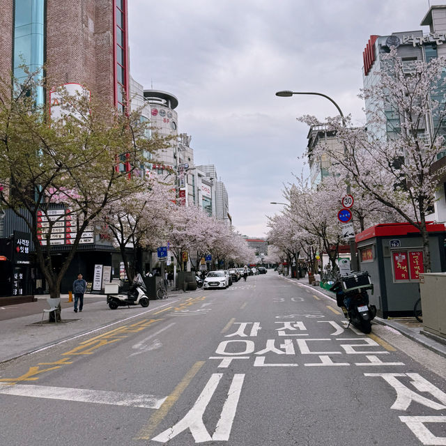 首爾市區也有絕美櫻花路🌸新村櫻花大道
