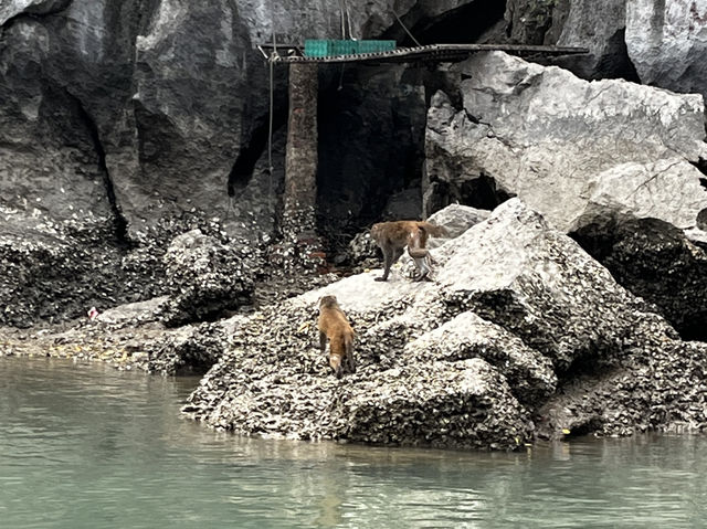 Great experience with HaLong Bay Ambassador Overnight Cruise 