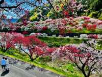 【長野県・花桃の里】まさに桃源郷