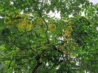 Yellow blooom at Benjakitti Park 