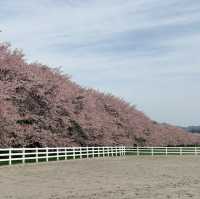 Full bloom at Mizusawa Race Track 🌸🏇