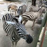值得一去🇨🇳深圳野生動物園