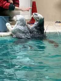 日本ではここにしかいないラッコ　鳥羽水族館