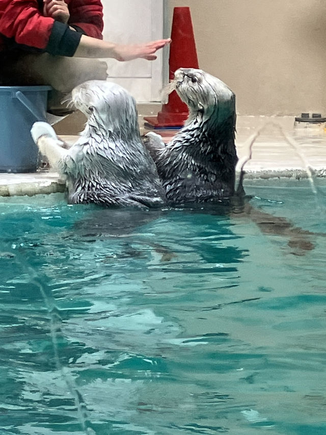 日本ではここにしかいないラッコ　鳥羽水族館