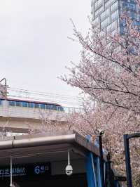 Petals and Platforms: When Shanghai’s Metro Becomes a Sakura Sanctuary