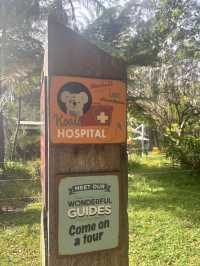 ポートマッコーリーのKoala Hospital 🐨💚