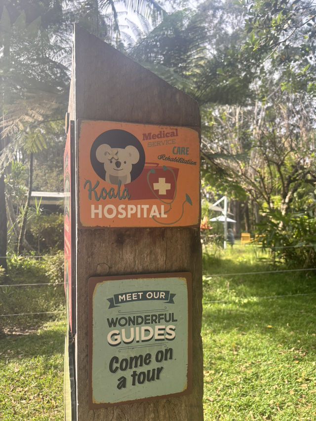 ポートマッコーリーのKoala Hospital 🐨💚