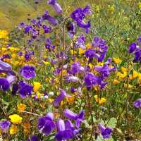 Lake Elsinore Super Bloom – Lake Elsinore, CA