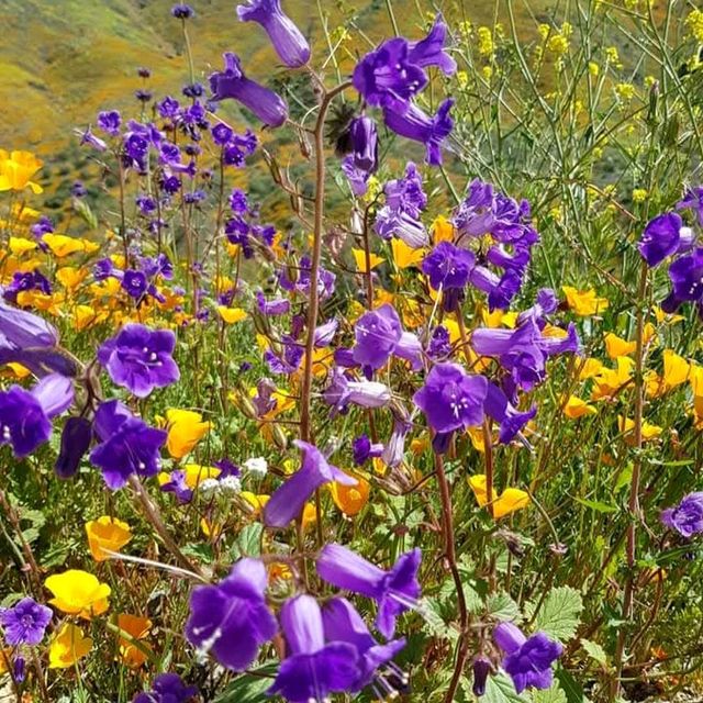 Lake Elsinore Super Bloom – Lake Elsinore, CA